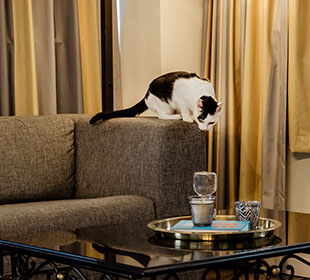 Hotel-Cats-2